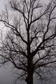 Quercus robur IMG_8776 Dąb szypułkowy